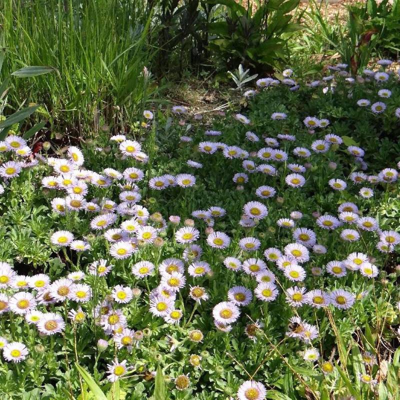 Vergerette glauque Sea Breeze, Erigeron à fleurs Rose/ - feuillage Persistant - Godet - 5/20 cm - Image 2