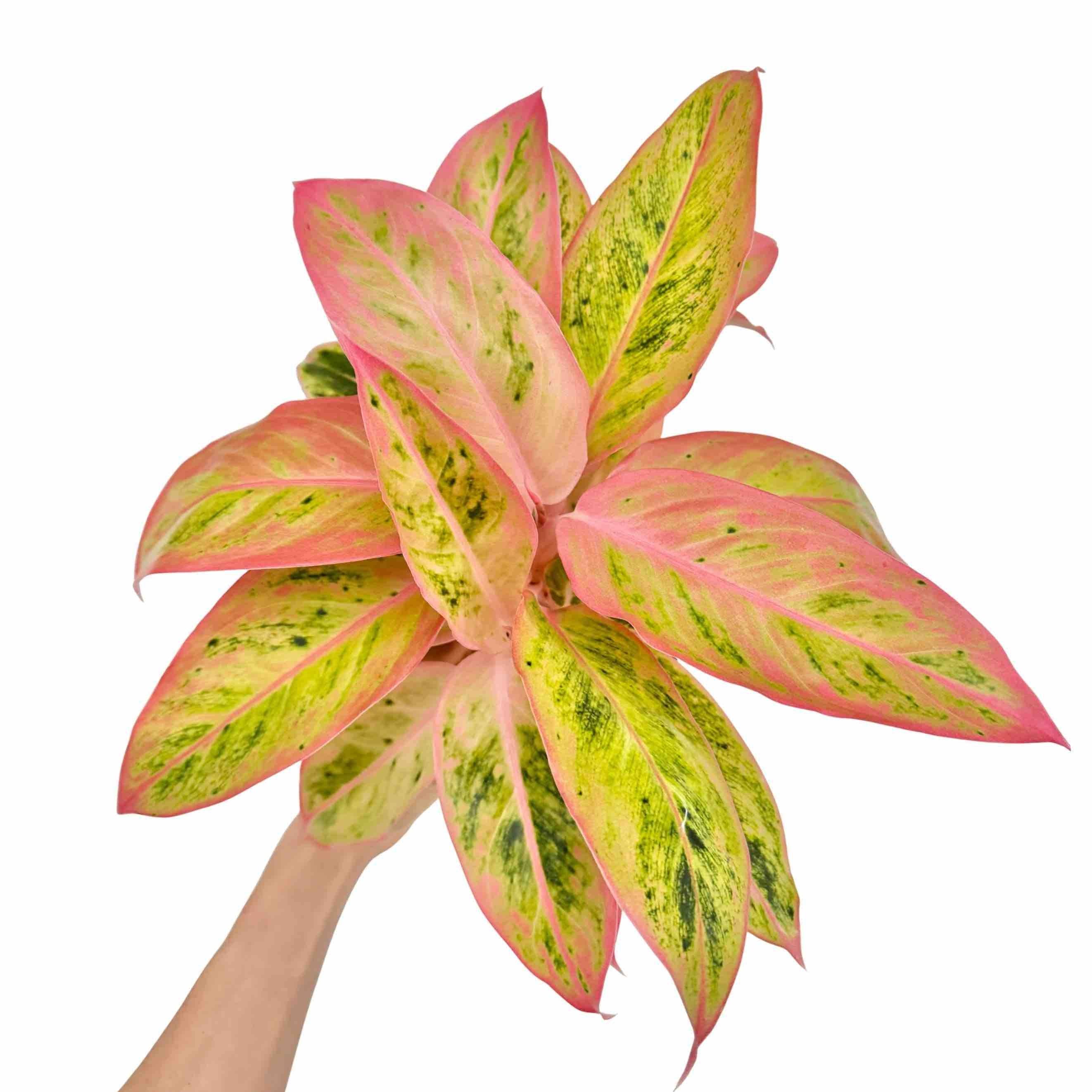 Aglaonema Salmon Fantasy - Pot de 12cm - Plantes d'intérieur - Image 1
