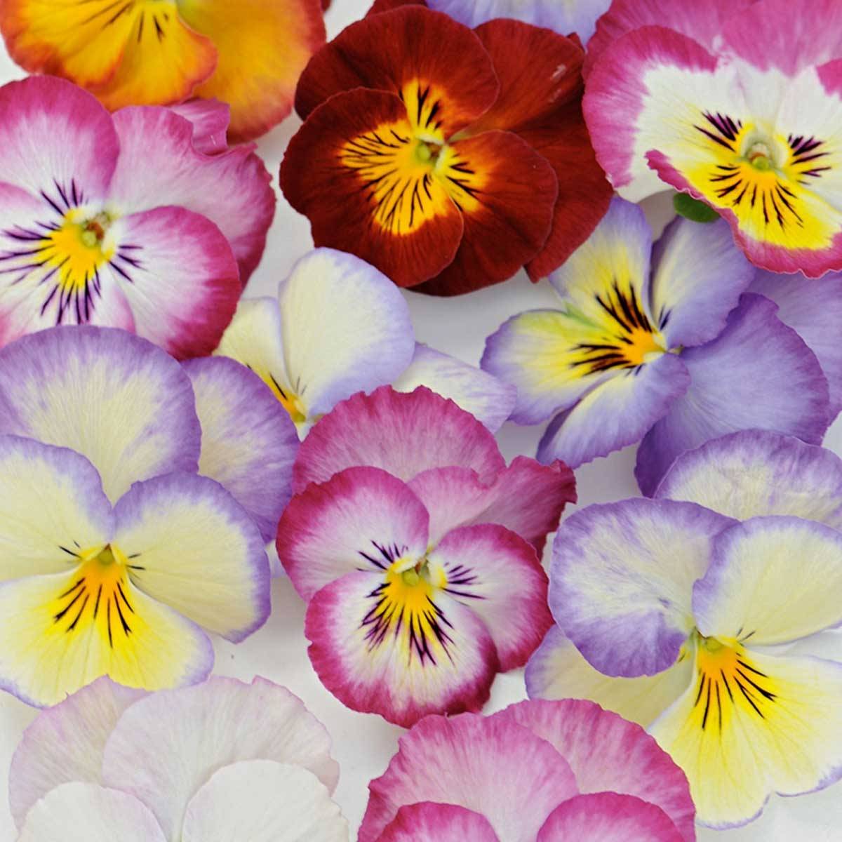 Promesse de Fleurs - Pensée à fleurs moyennes Ultima Radiance en mélange Mini-motte Mini-motte Ø 1,5/2,5 cm, Plant vert de 3 à 5 cm de haut environ (par 5)