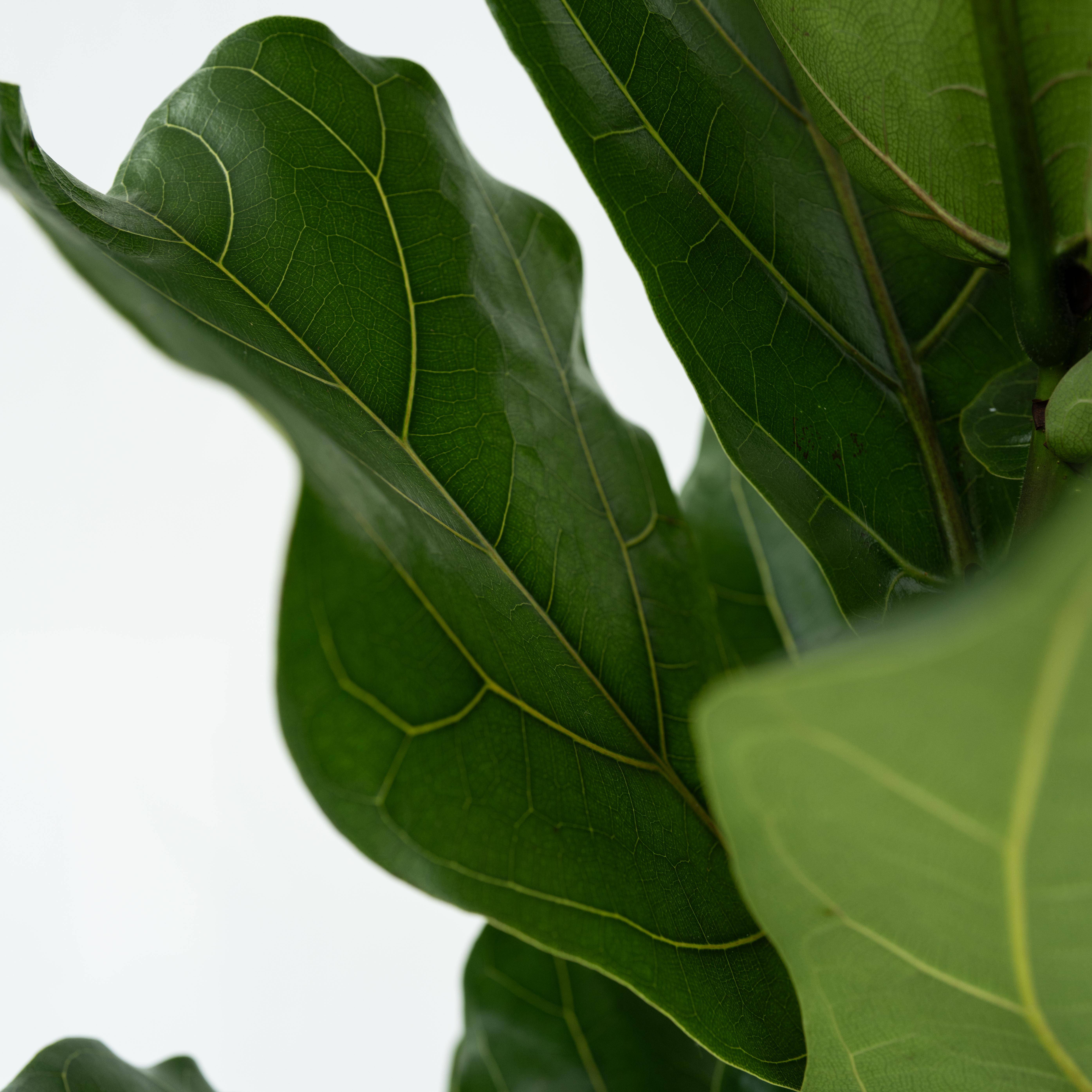 Plant In A Box - Figuier à Feuilles de Violon - Ficus Lyrata - Hauteur 70-90cm - ⌀21cm - Image 3