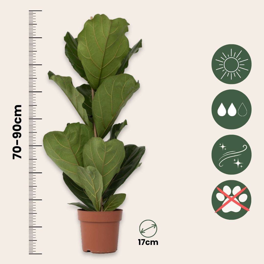 Plant In A Box - Figuier à Feuilles de Violon - Ficus Lyrata - Hauteur 70-90cm - ⌀21cm - Image 5
