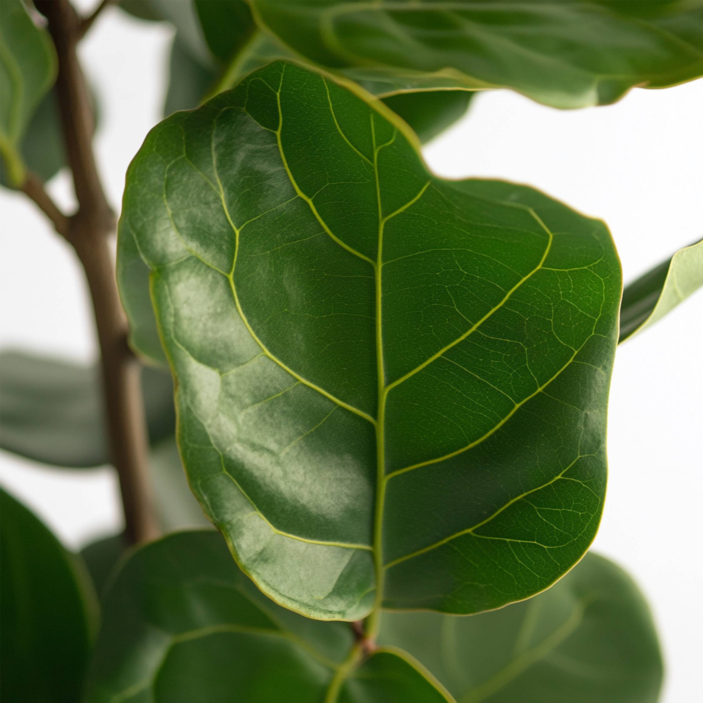 Plant In A Box - Figuier à Feuilles de Violon - Ficus Lyrata - Hauteur 70-90cm - ⌀21cm - Image 4