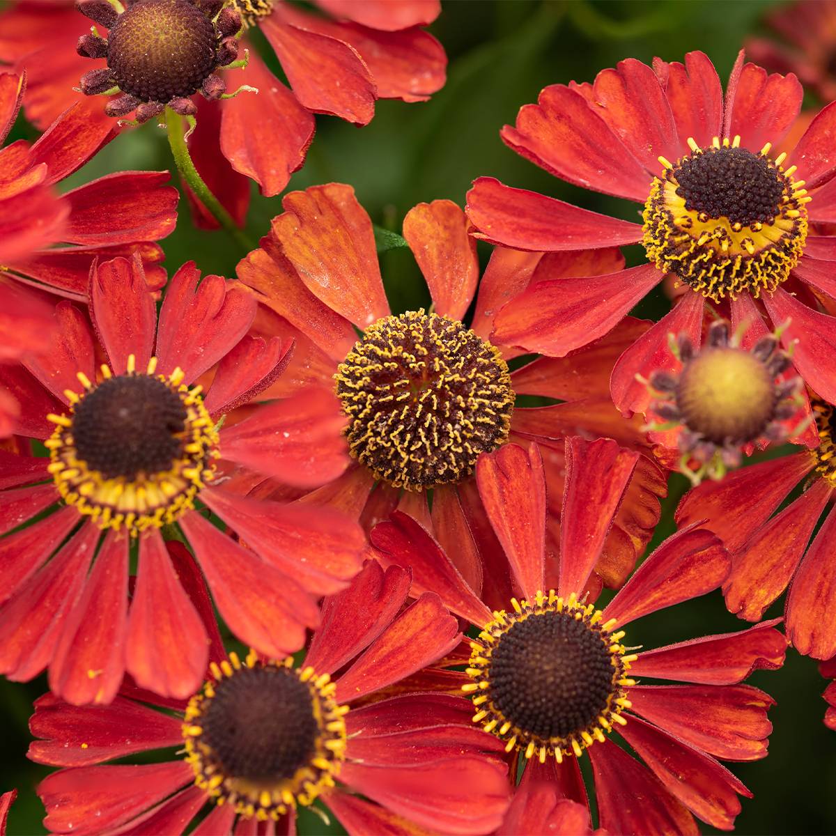 Promesse de Fleurs - Helenium Red Jewel - Hélénie hybride Godet de 8/9 cm