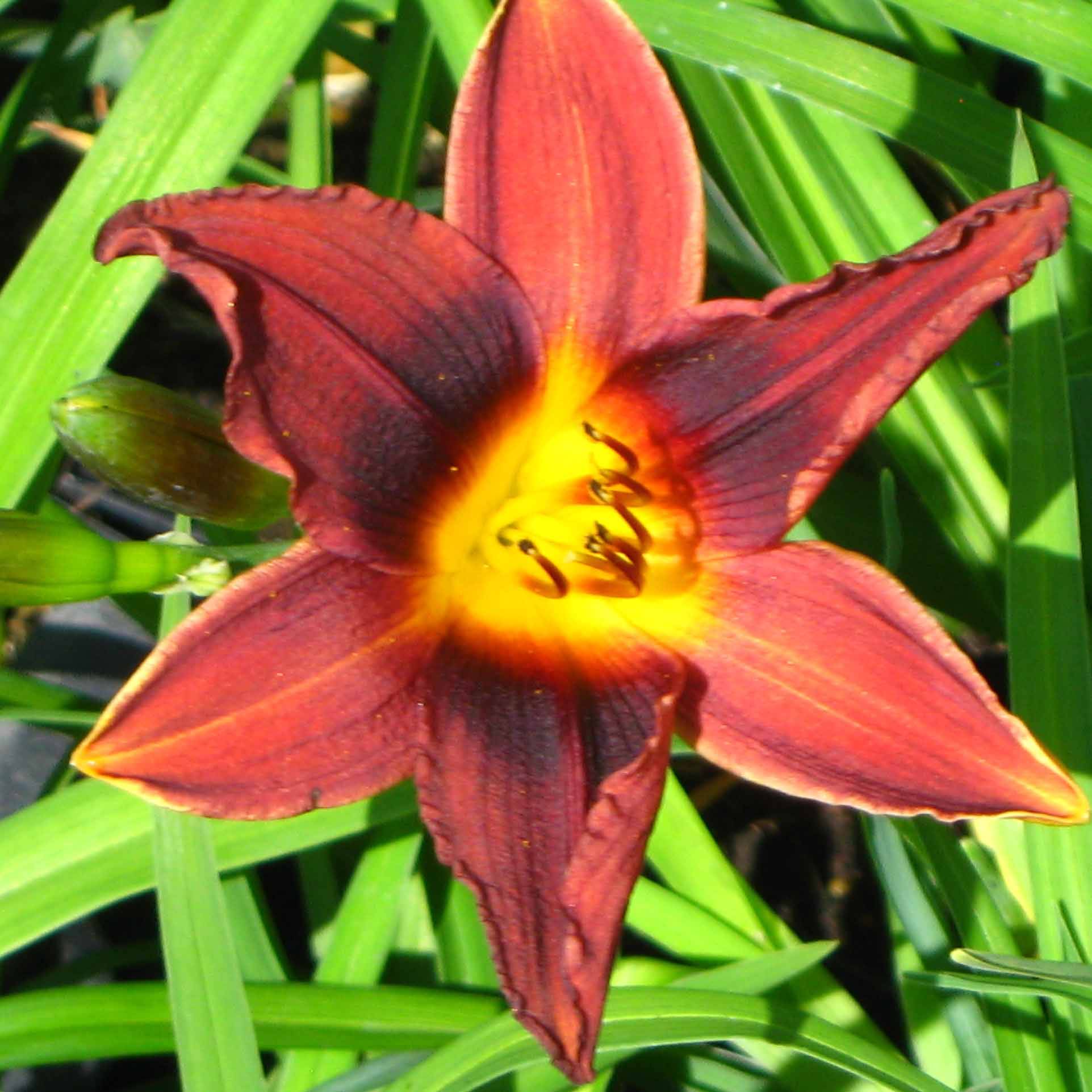 Promesse de Fleurs - Hémérocalle Black Prince - Lis d'un jour rouge sombre, reflets noirs. Godet de 8/9 cm