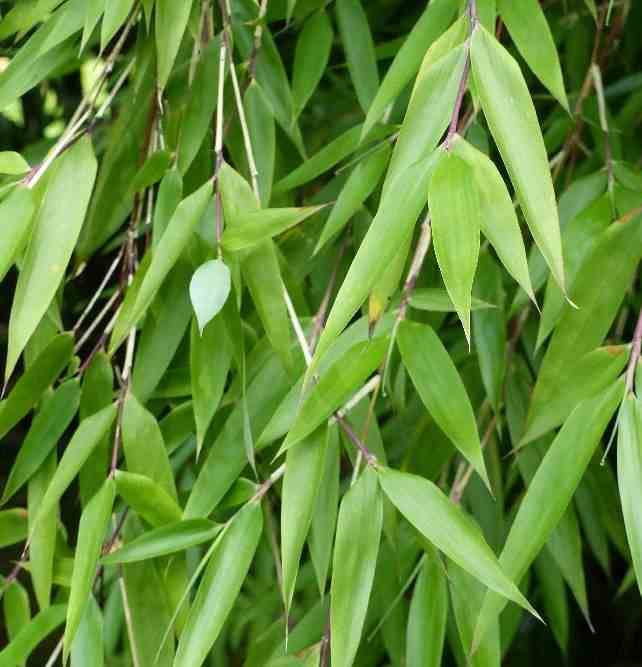 0 - Fargesia denudata 'Xian 2' (Bambou non traçant) Pot 10 Litres - 80/100cm - 5/7 cannes - Image 2