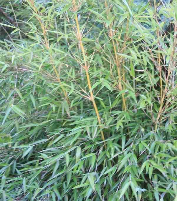 0 - Fargesia denudata 'Xian 2' (Bambou non traçant) Pot 10 Litres - 80/100cm - 5/7 cannes - Image 1