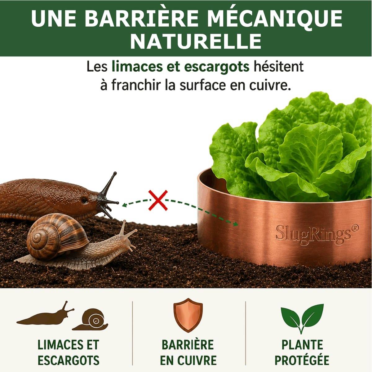 Tout pour les nuisibles - 6 Anneaux de Cuivre Anti-Limaces et Escargots SOLU'LIMACES – Ø17 cm - Protection des Salades, Fraisiers, Aromatiques, Potager et Fleurs - Image 3