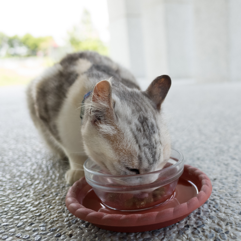Eukanuba - Eukanuba - Pâtées Sans Céréales au Saumon pour Chat - Image 2