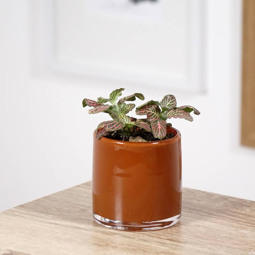 Promesse de Fleurs - Fittonia Pink Special Mini-plante