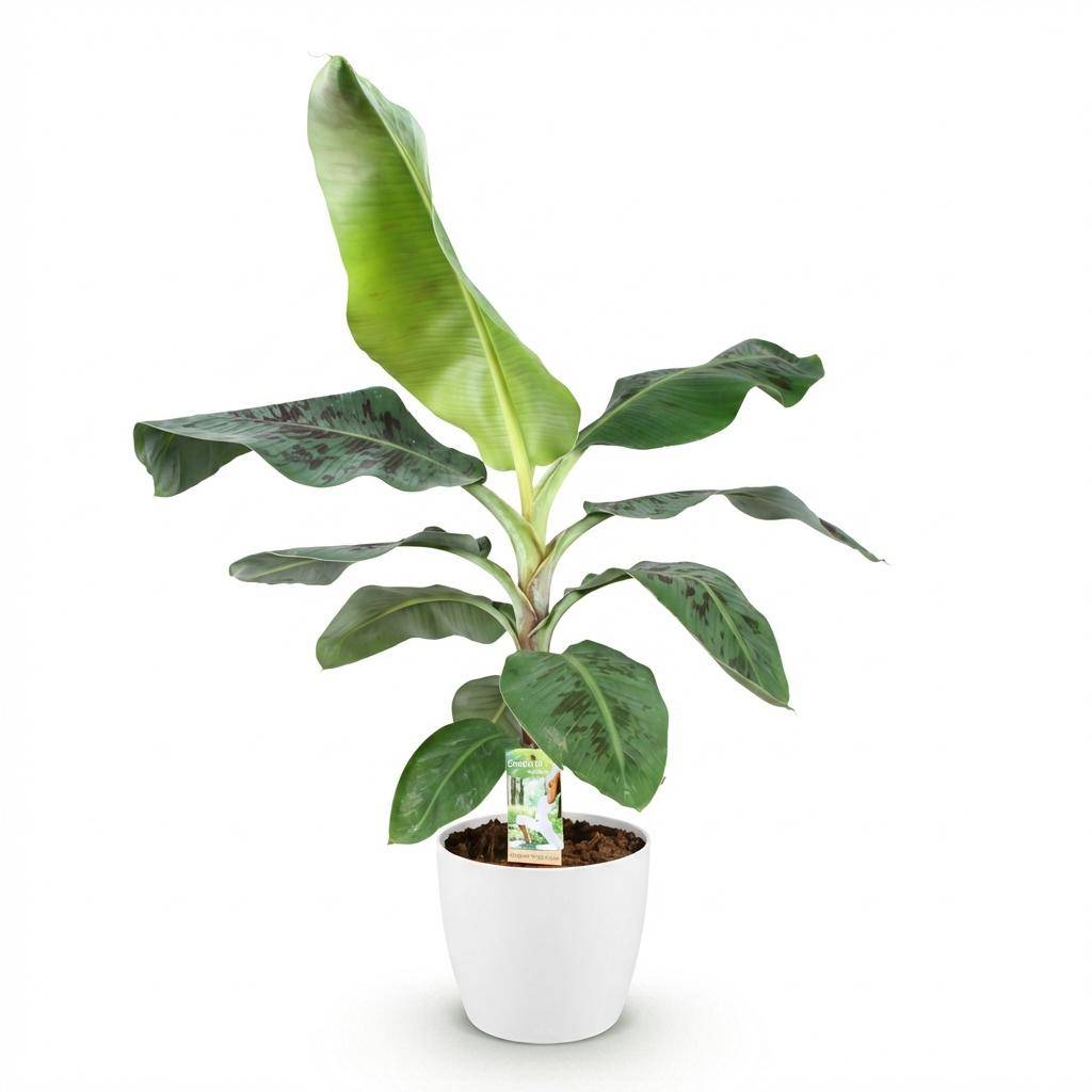 Musa acuminata Nain Cavendish - Plante de banane - Pot de 21cm - Hauteur 70-75cm - Blanc - Plantes d'intérieur - Image 2