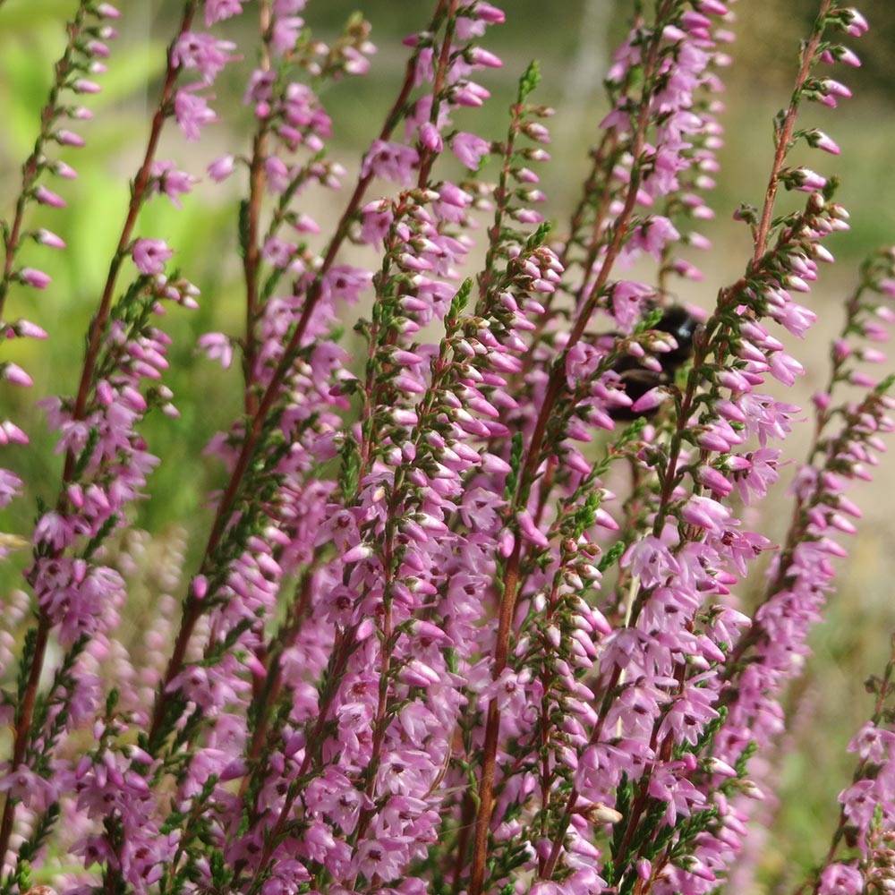 Promesse de Fleurs - Bruyère d'été - Calluna vulgaris Tib Pot de 12 cm / 13 cm