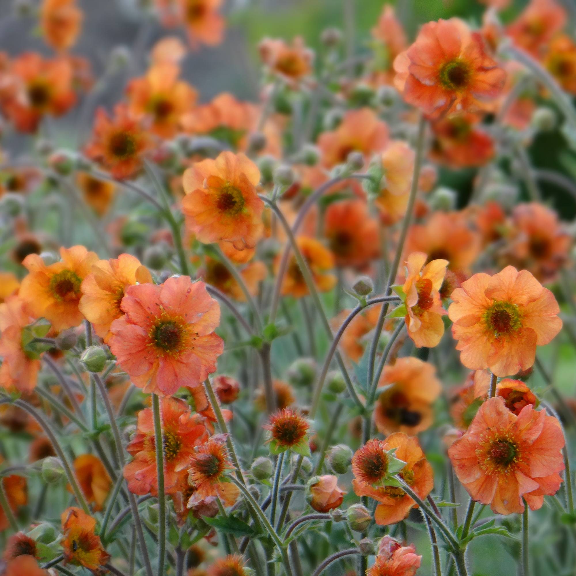 Promesse de Fleurs - Geum Totally Tangerine - Benoîte orange vif Godet de 8/9 cm