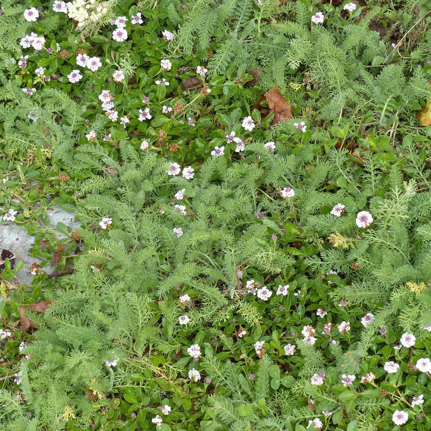 Promesse de Fleurs - Duo alternatives au gazon 5 Lippia nodiflora et 5 Achillea crithmifolia - Collection de 10 plantes