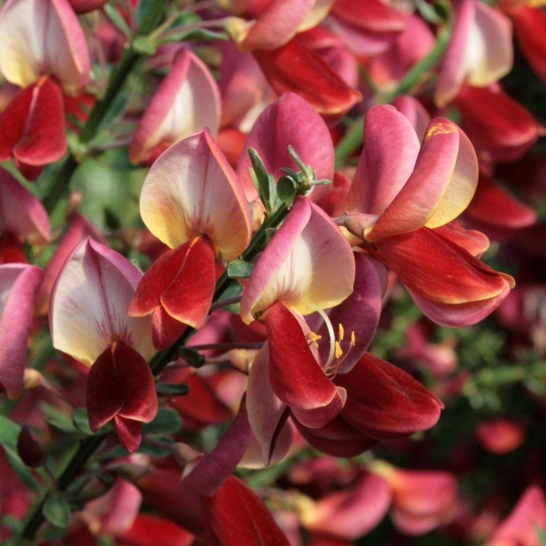 Promesse de Fleurs - Genêt à balais - Cytisus scoparius Roter Favorit Pot de 2L/3L - Image 1