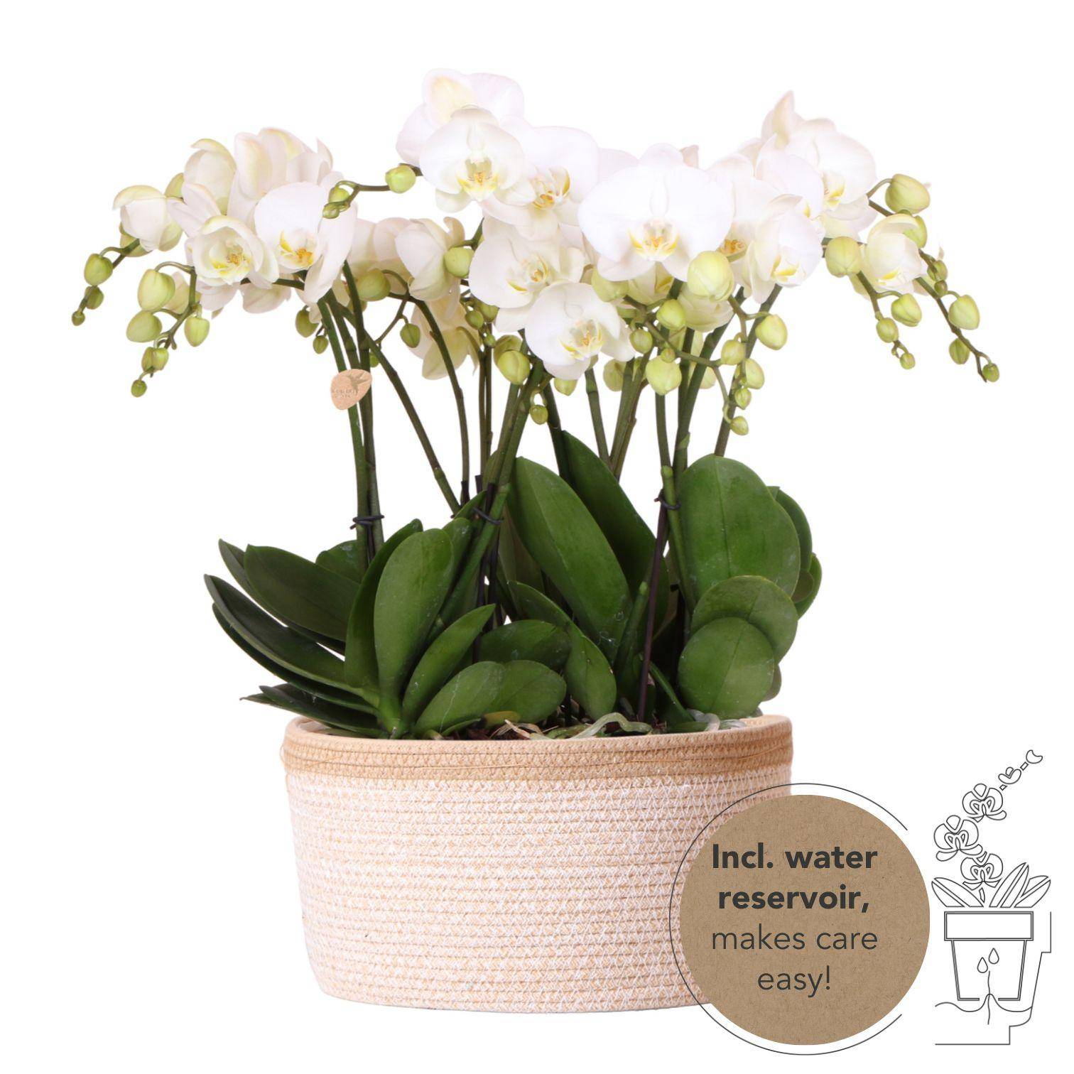 Ensemble 3 orchidées Phalaenopsis blanches en panier coton avec réservoir d'eau - Ø12cm - Plantes d'intérieur