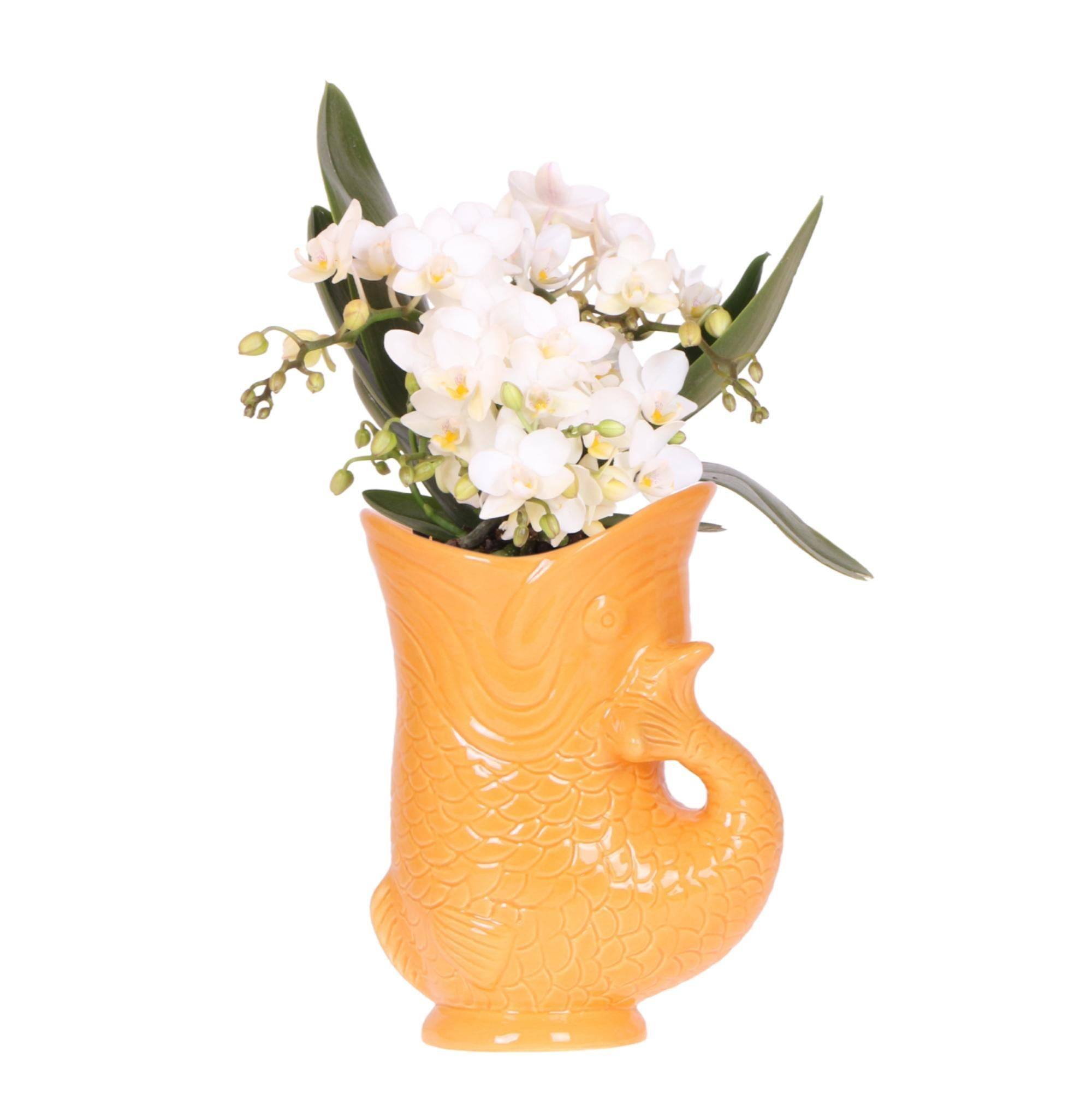 Kolibri Orchids Orchidée Blanche Nazaré + Pot à Poisson Orange - D9 - Image 1