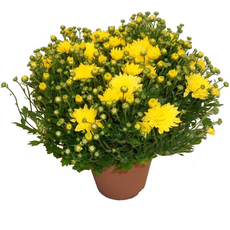 Chrysanthème pomponnette jaune 25 cm et plus Pot 14 cm - Image 1
