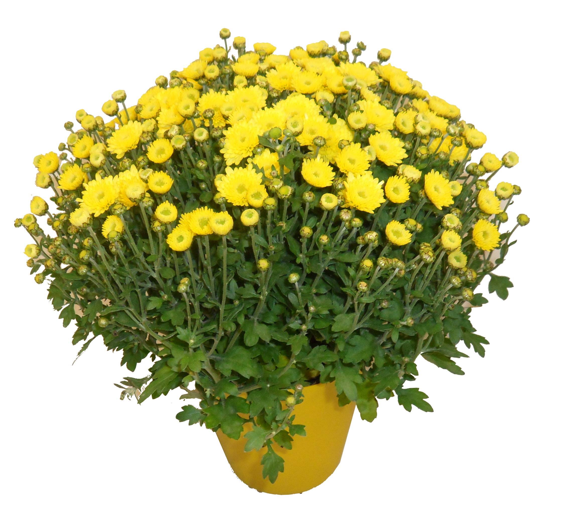 Chrysanthème pomponnette jaune 25 cm et plus Pot 14 cm - Image 2