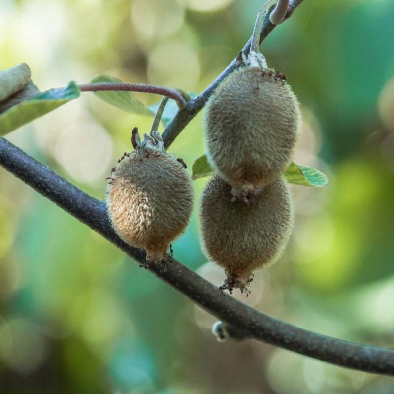 Kiwi Solo (autofertile) à fleurs Blanche/Jaune - feuillage Caduc - Godet - 5/10 cm - Image 7