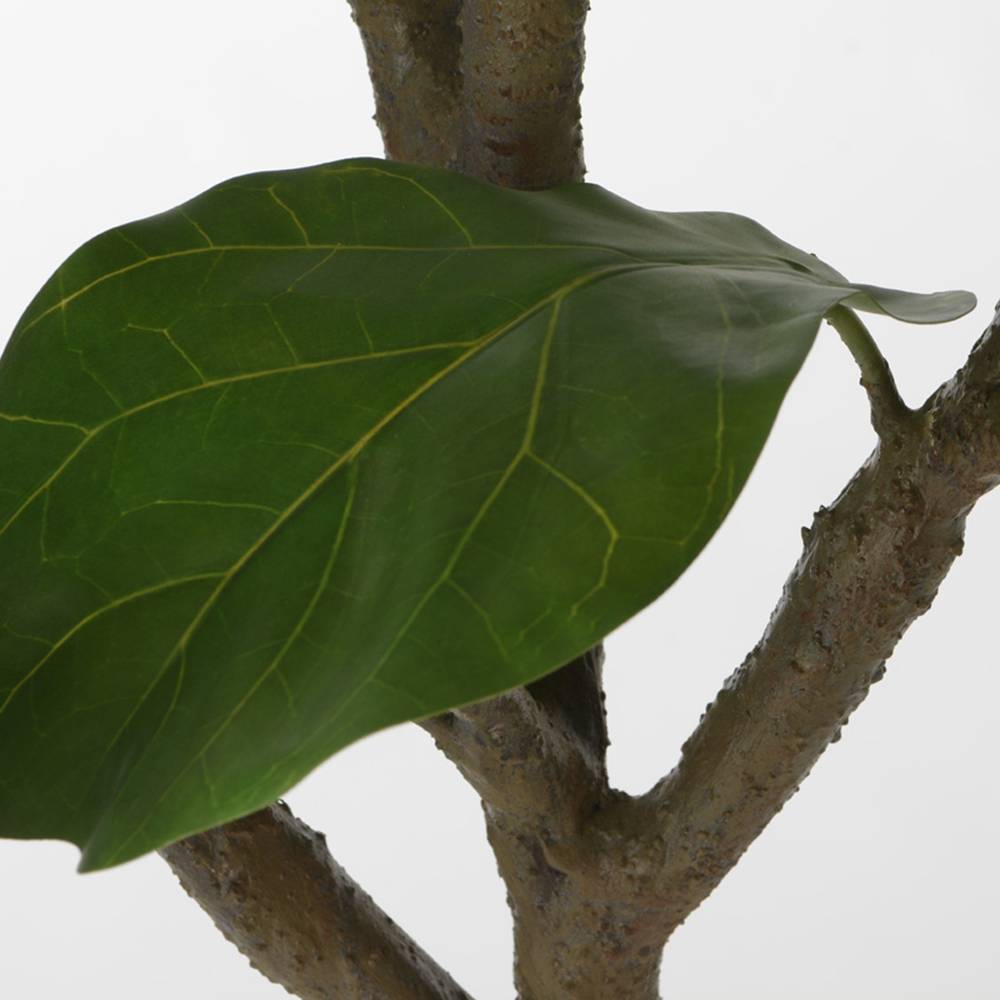 Ficus Lyrata 200 cm - Image 3