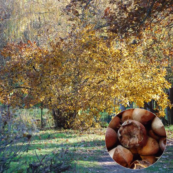Néflier Westerveld - Mespilus Germanica Pot de 4L/5L