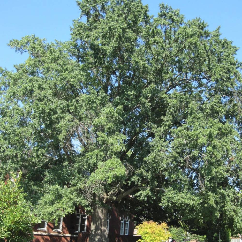 Chêne à feuilles de saule, Quercus phellos - Pot de 15L - Baliveau
