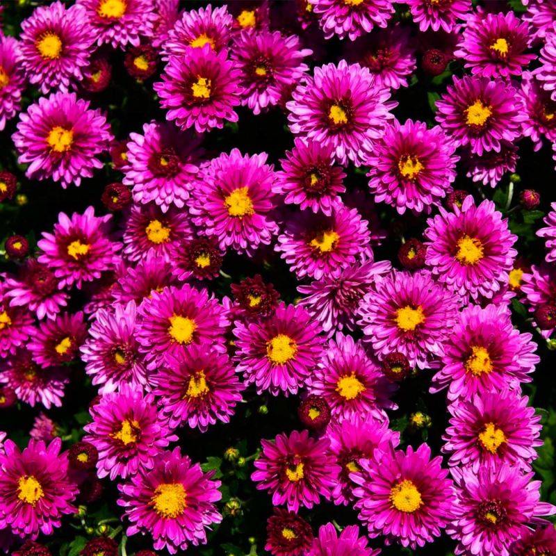 6 Asters Dumosus 'Jenny' - Lot de 6 vivaces - Pépinières Naudet - Image 1