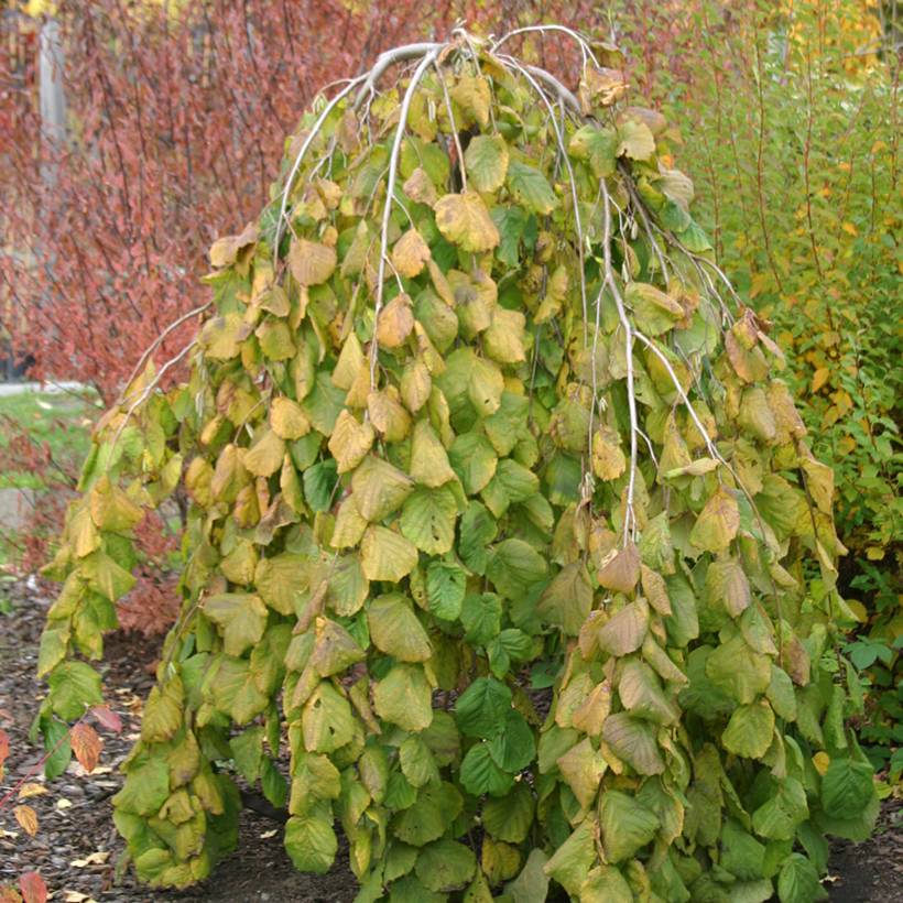 Noisetier pleureur - Corylus avellana Pendula Pot de 7,5L/10L