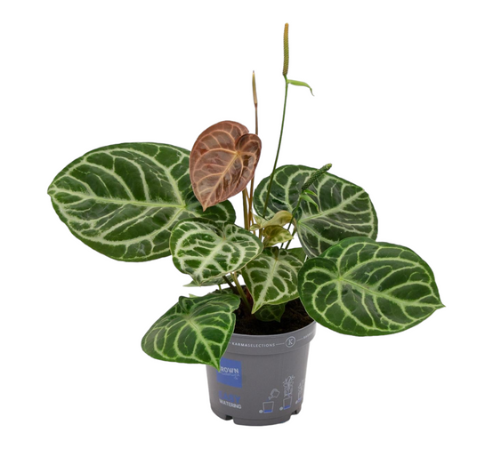 Anthurium Crystallium Hybride Compact 40cm - Plante d'intérieur- La Green Touch - Image 1