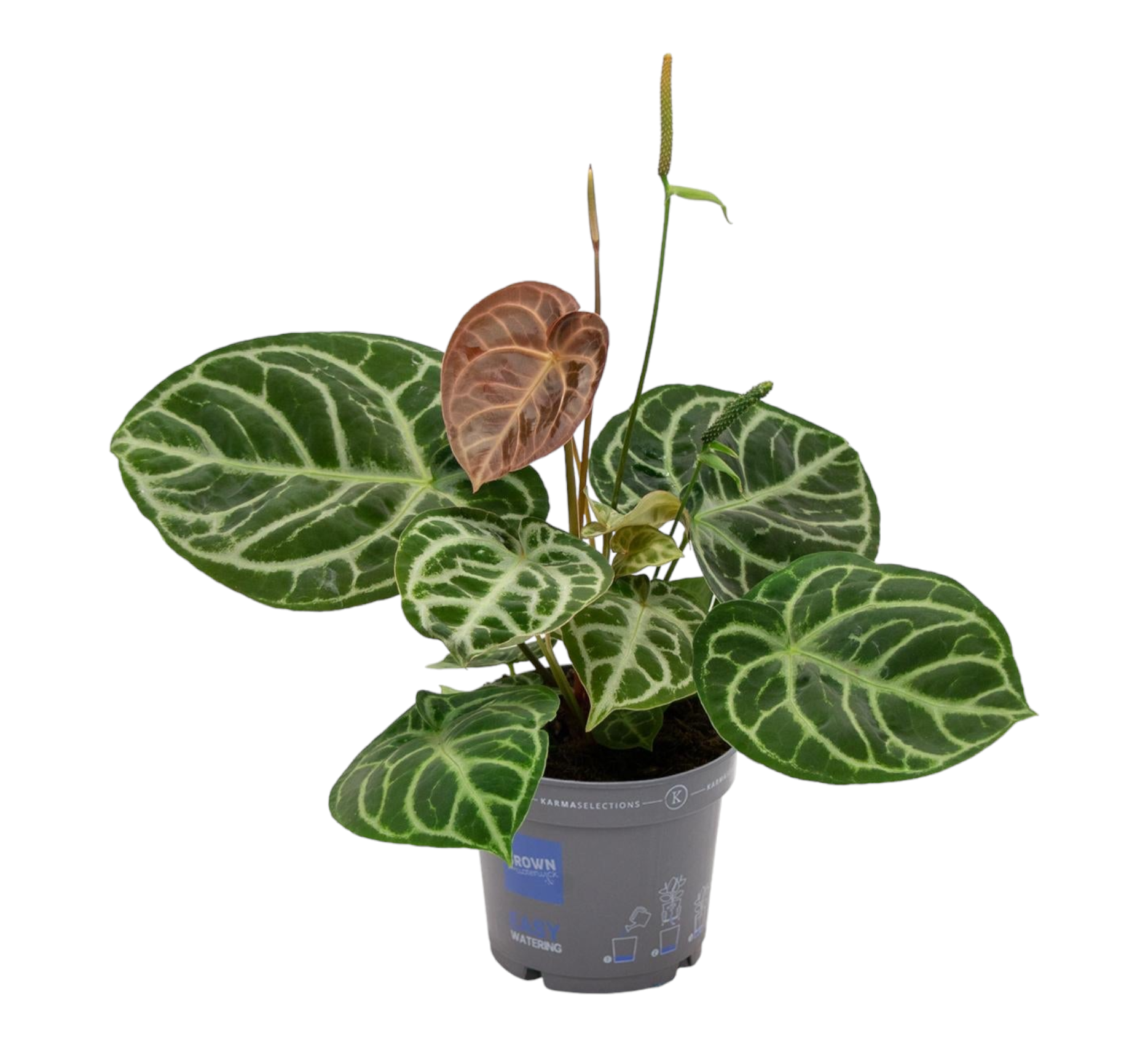 Anthurium Crystallium Hybride Compact 40cm - Plante d'intérieur- La Green Touch - Image 1