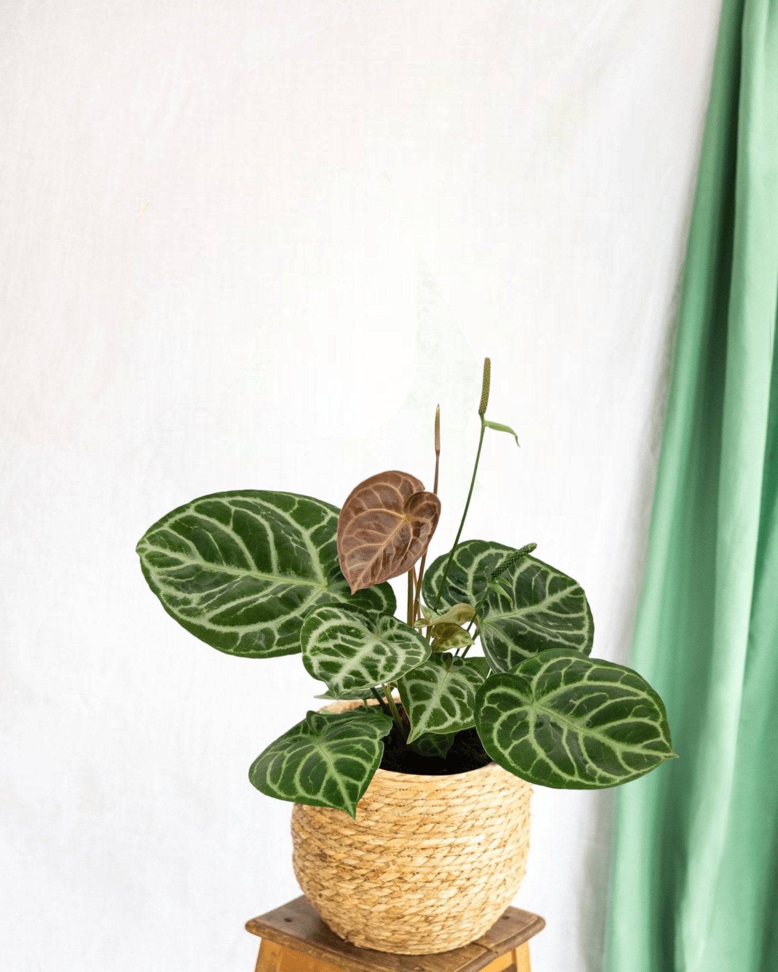 Anthurium Crystallium Hybride Compact 40cm - Plante d'intérieur- La Green Touch - Image 2