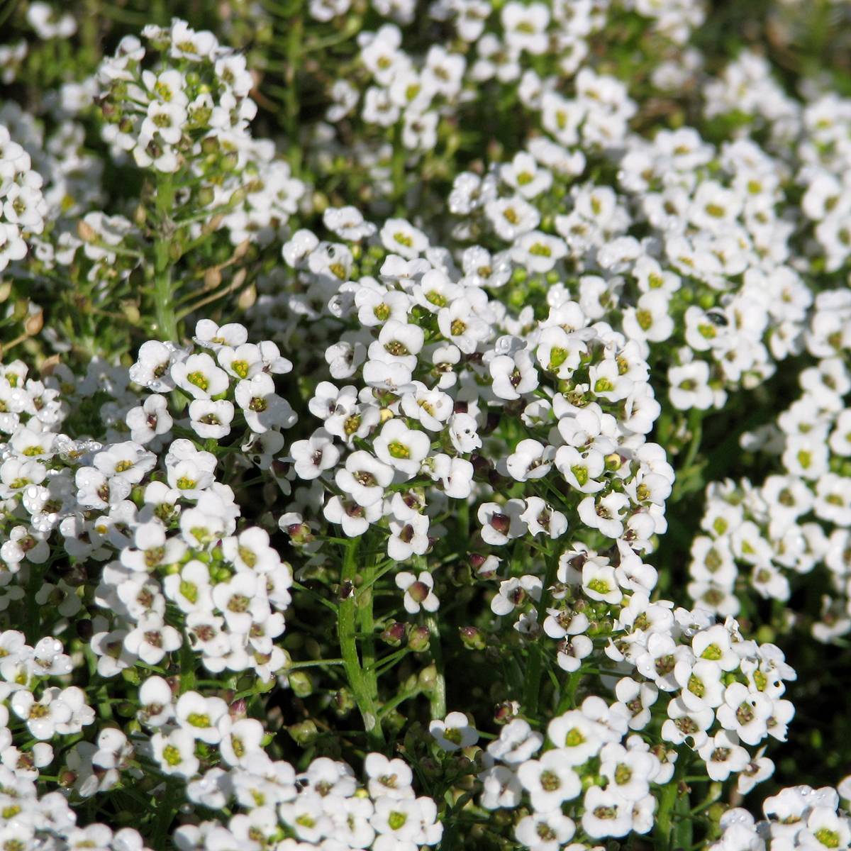 Graines d'Alysse odorant Carpet Of Snow - Lobularia maritima Sachet de 1g