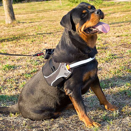 Ferplast - Harnais pour Chiens HERCULES EXTRA LARGE, Rembourré, Résistant, Anti-griffures, Visible dans l'Obscurité, avec Poignée - Image 3