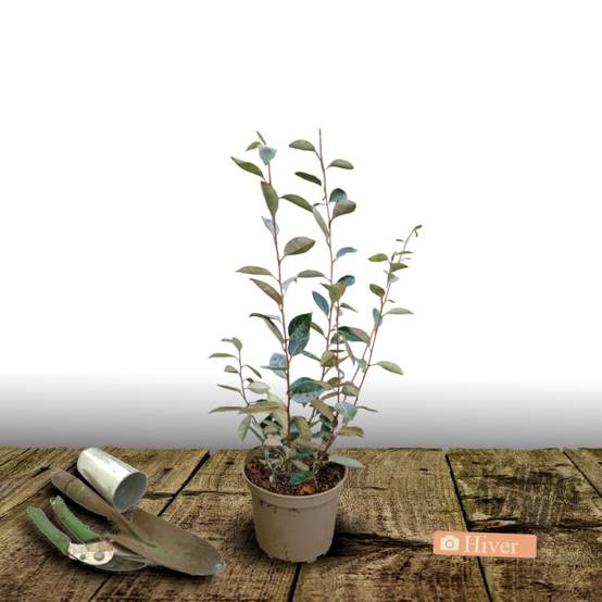 Elaeagnus ebbingei, Chalef de Ebbing à fleurs Blanche - feuillage Persistant - Pot de 3L - 40/60 cm- hauteur à maturité De 3,00 m à 5,00 m - Image 4