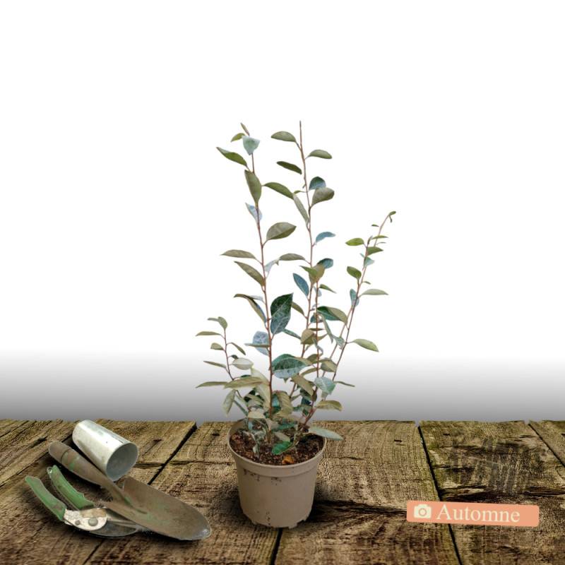 Elaeagnus ebbingei, Chalef de Ebbing à fleurs Blanche - feuillage Persistant - Pot de 3L - 40/60 cm- hauteur à maturité De 3,00 m à 5,00 m - Image 2