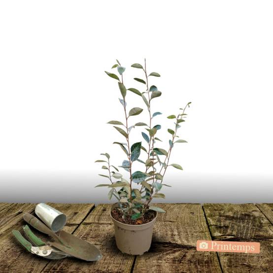 Elaeagnus ebbingei, Chalef de Ebbing à fleurs Blanche - feuillage Persistant - Pot de 3L - 40/60 cm- hauteur à maturité De 3,00 m à 5,00 m - Image 5