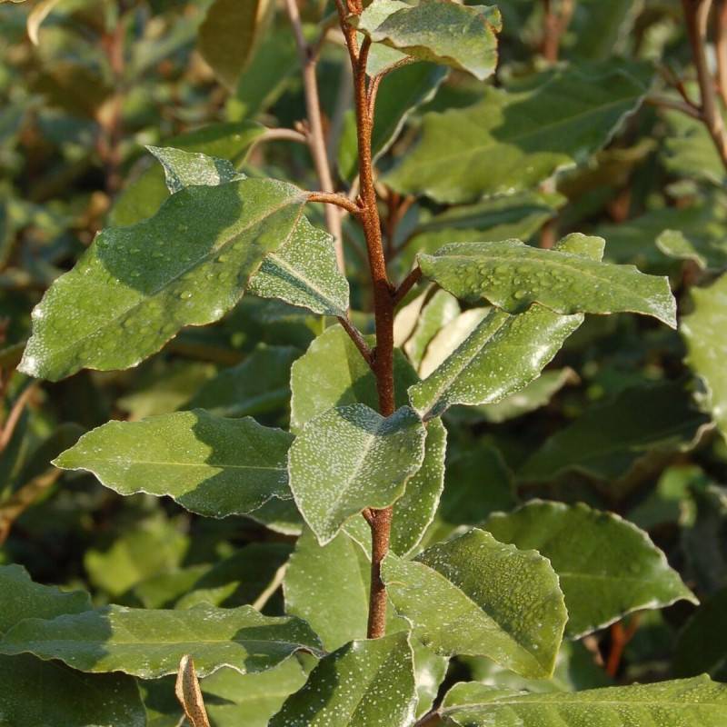 Elaeagnus ebbingei, Chalef de Ebbing à fleurs Blanche/ - feuillage Persistant - Pot de 3L - 40/60 cm