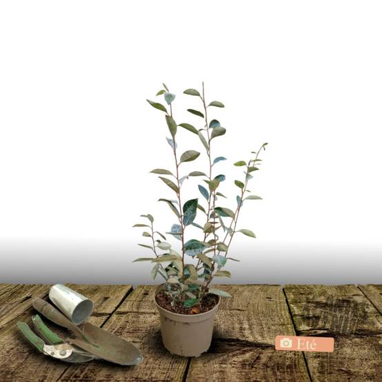Elaeagnus ebbingei, Chalef de Ebbing à fleurs Blanche - feuillage Persistant - Pot de 3L - 40/60 cm- hauteur à maturité De 3,00 m à 5,00 m - Image 3
