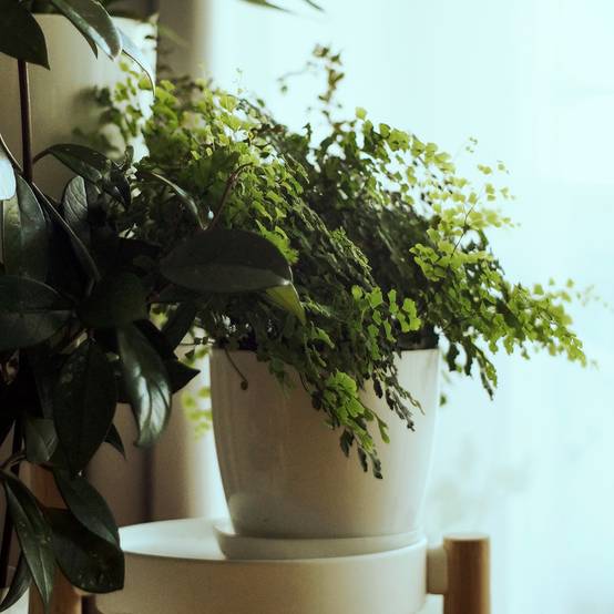 Adiantum Fritz Lüthi - Capillaire Mini-plante