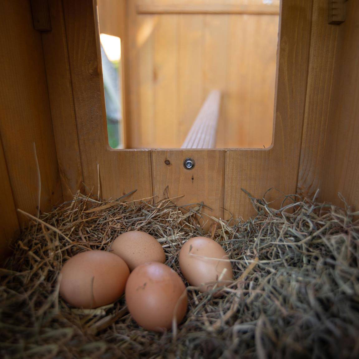 Ferplast - Ferplast Poulailler maisonnette pour poules pondeuses HEN HOUSE 10 d'extérieur, en bois FSC, pour environ 4 poules, accessoires inclus - Image 8