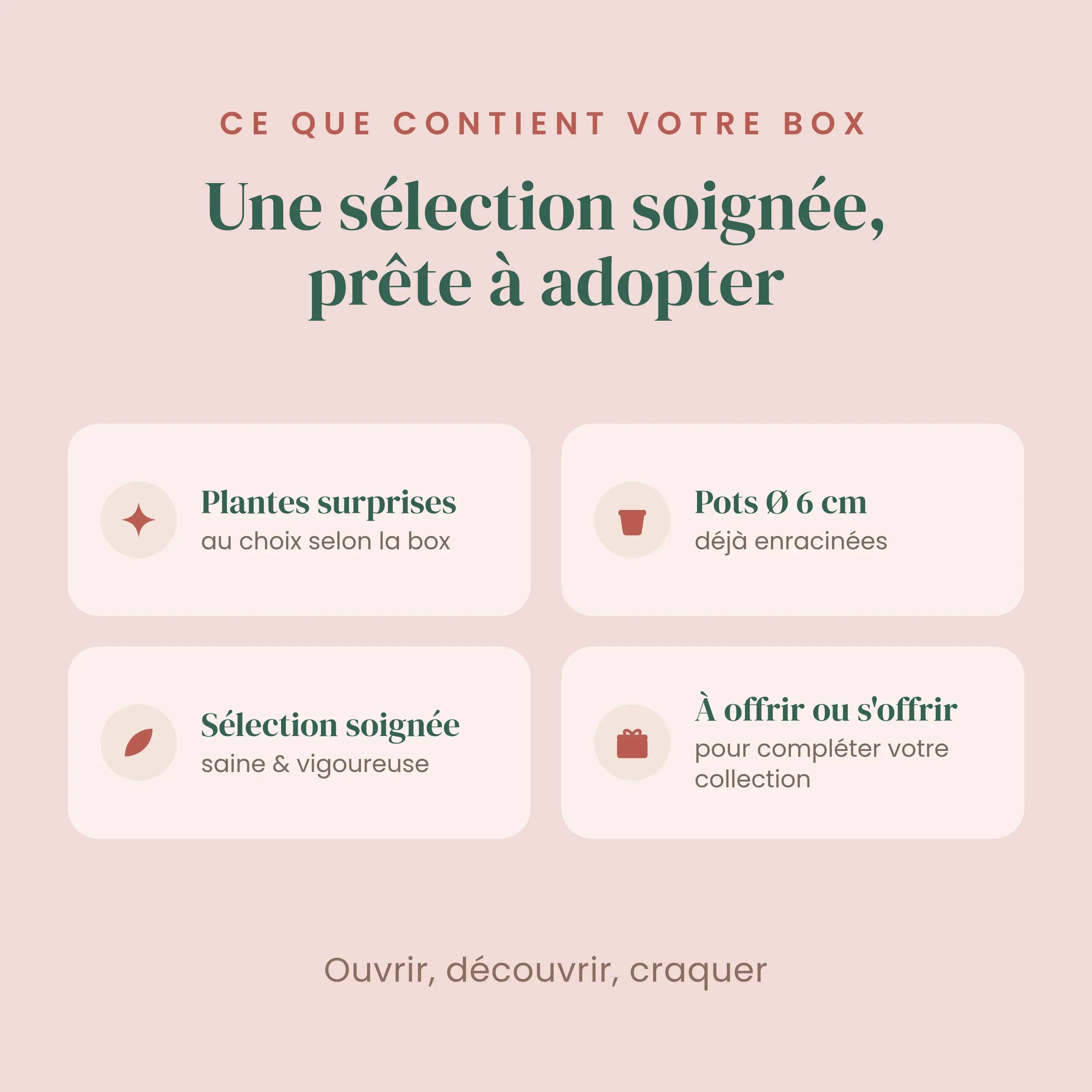 Box Syngonium mystère - Pack Syngonium Surprises - 3 Syngonium Surprises - Avec substrat adapté - Plantes d'intérieur - Image 4