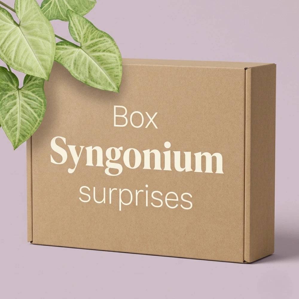 Box Syngonium mystère - Pack Syngonium Surprises - 3 Syngonium Surprises - Avec substrat adapté - Plantes d'intérieur - Image 1