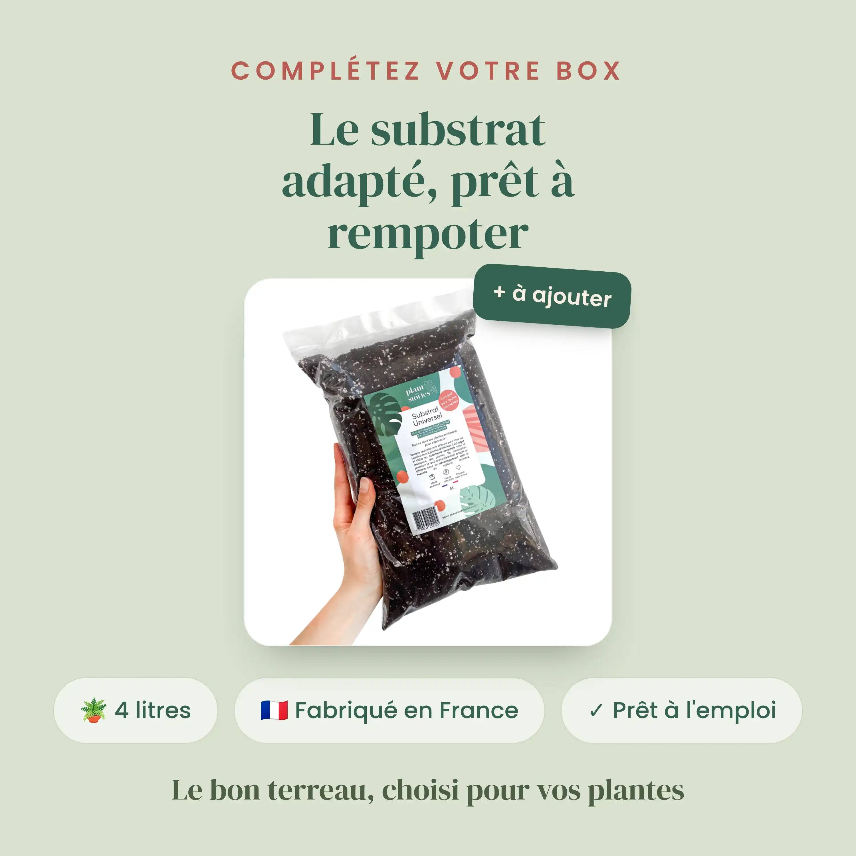 Box Syngonium mystère - Pack Syngonium Surprises - 3 Syngonium Surprises - Avec substrat adapté - Plantes d'intérieur - Image 3