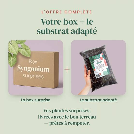 Box Syngonium mystère - Pack Syngonium Surprises - 3 Syngonium Surprises - Avec substrat adapté - Plantes d'intérieur - Image 2