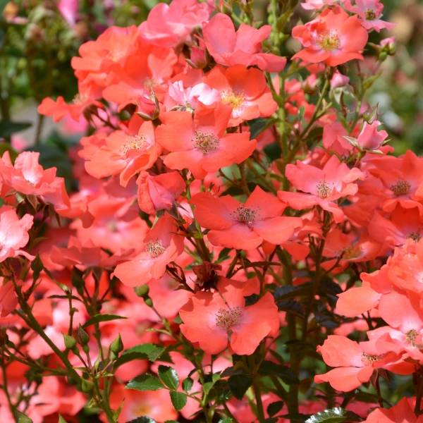 Promesse de Fleurs - Rosier Décorosiers Isalia Pot de 2L/3L