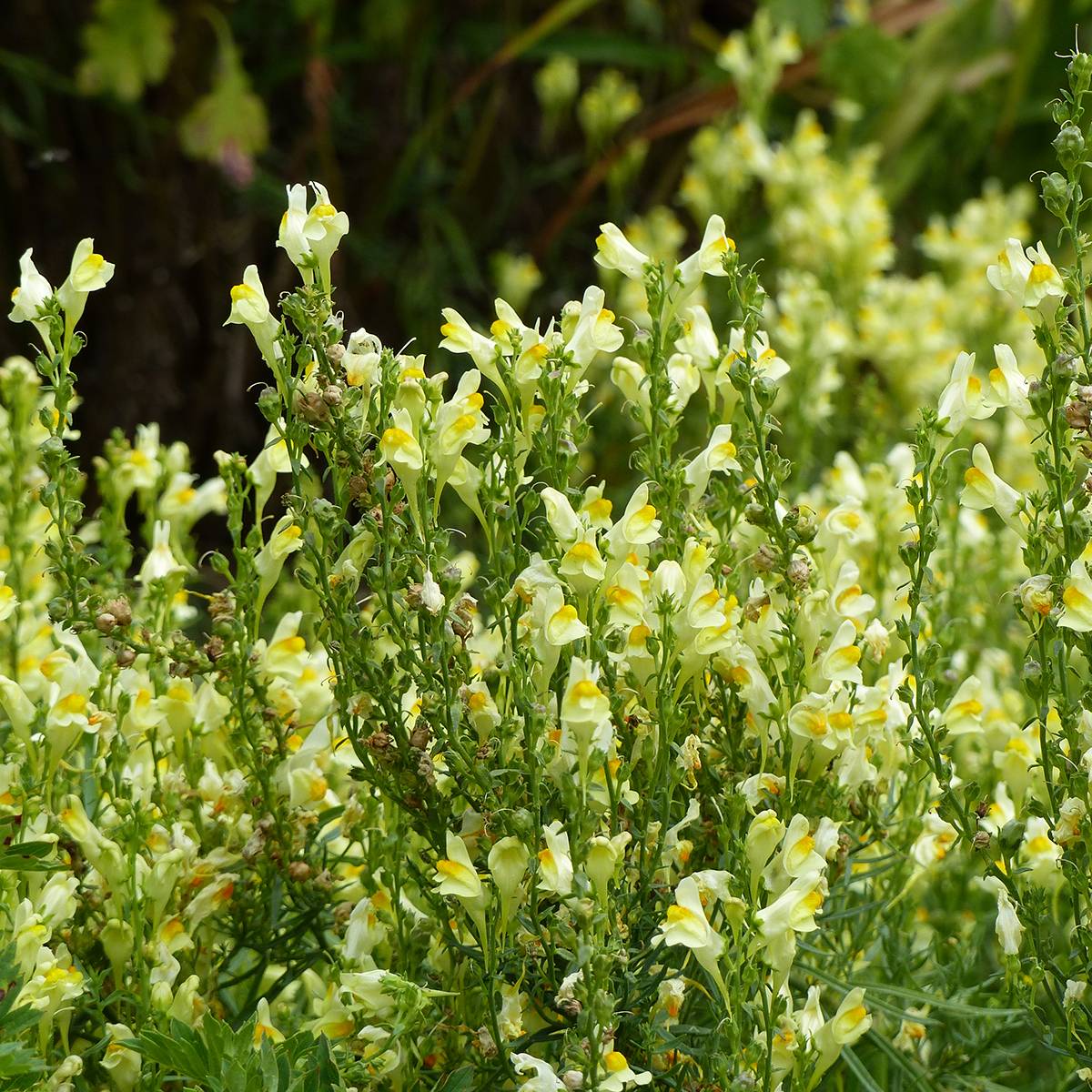 Graines de Muflier Lemon Sherbet - Antirrhinum braun-blanquetii le sachet de 2550 graines environ (0,4g)