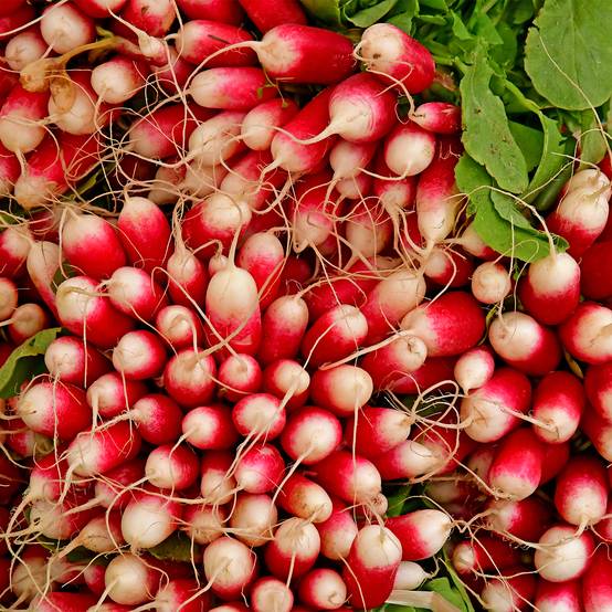 Radis de 18 jours - Raphanus sativus le sachet de 1000 graines environ (10g)