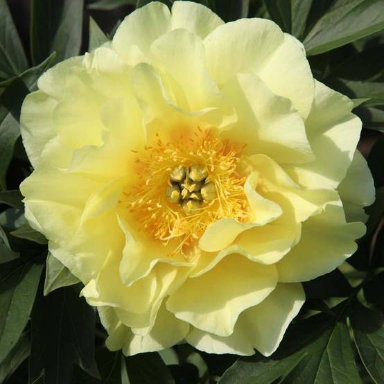 Promesse de Fleurs - Pivoine Itoh Bartzella Pot de 7,5L/10L, Qualité extra