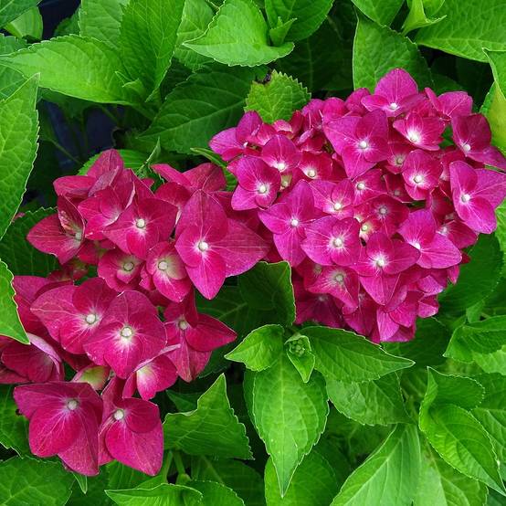 Promesse de Fleurs - Hortensia - Hydrangea macrophylla Green Shadow Pot de 2L/3L - Image 1