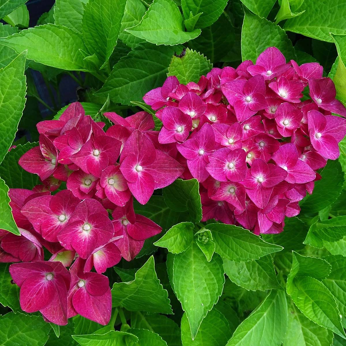 Promesse de Fleurs - Hortensia - Hydrangea macrophylla Green Shadow Pot de 2L/3L - Image 1